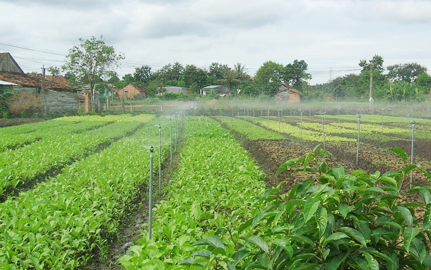 Lắp điện năng lượng cho hệ thống tưới tự động Lắp điện năng lượng cho hệ thống tưới tự động